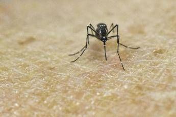 Chikungunya vaccino in Italia dal 30 ottobre