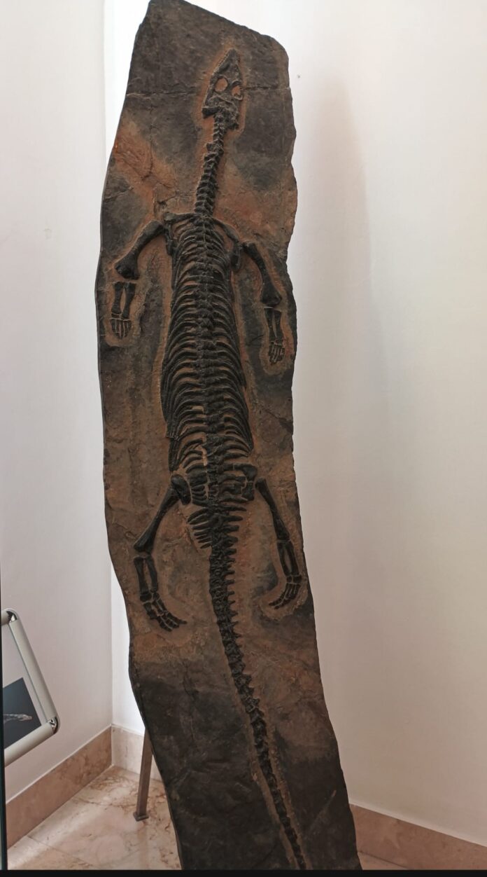 Fossile di Notosauro di 230 milioni di anni esposto al museo
